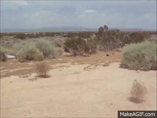 romeo GIF