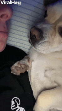 Licking Competition GIF by ViralHog