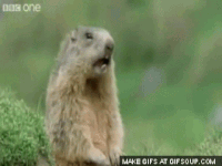 alan GIF