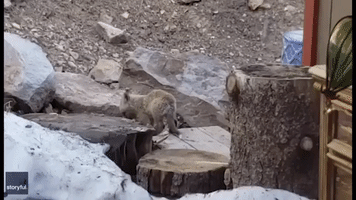 Trio of Young Grey Foxes Filmed Playing in Colorado Backyard
