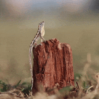 NVillustration animation wildlife stopmotion lizard GIF
