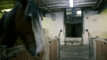 Isle Of Man Horse GIF by Culture Vannin