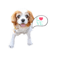 Cavalierkingcharlesspaniel Sticker