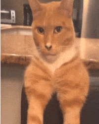 Cat Sigma GIF