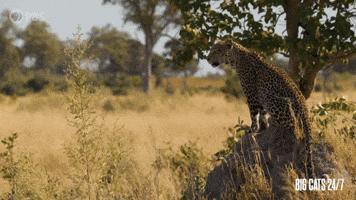 Female Leopard Calling for Cub