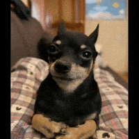Funny Dog GIF