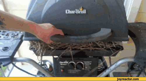 grill GIF