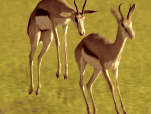 Jumping West Africa GIF