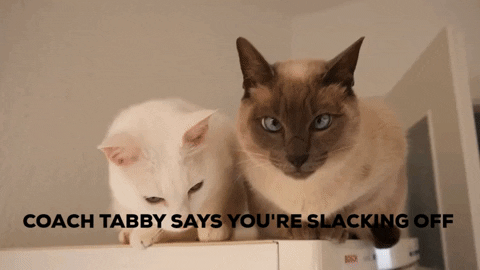 matthewoprescuhines giphygifmaker cats gymnastics pommel horse GIF