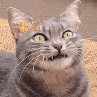 Cat GIF