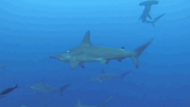 sharks GIF