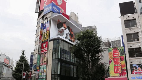 ismaelmorenobermejo giphyupload cat GIF