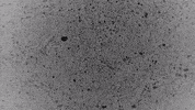 Coronavirus In Culture GIF by The University of Melbourne