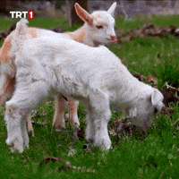 Dinner Lunch GIF by TRT