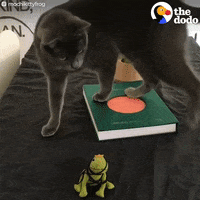 cat frog GIF by The Dodo