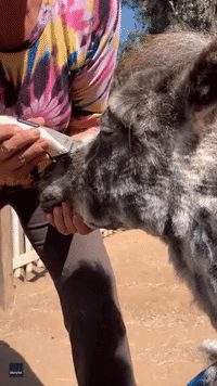 Miniature Horse Is Very Patient While Getting Head Shaved
