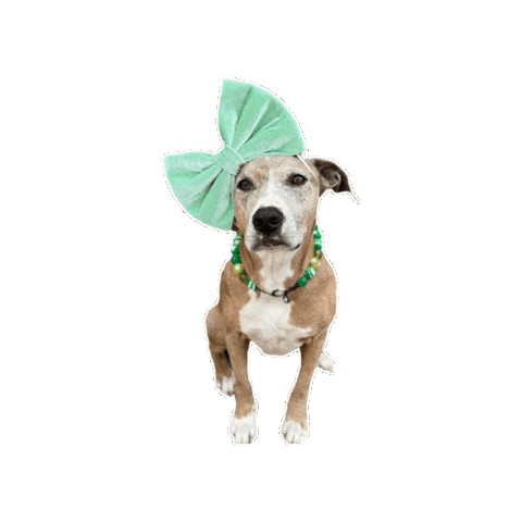 Missy Bows Sticker by JSRanchDogDesigns
