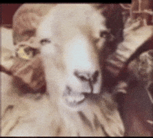 esso_v3 giphyupload GIF