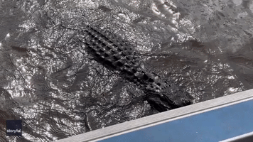 Florida Man Tames Alligator With Marshmallow Treats