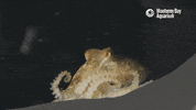Marine Life GIF by Monterey Bay Aquarium