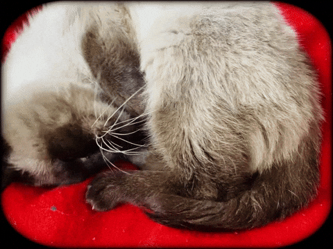 parkercross1 teeney 12924 GIF