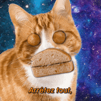 pasotraiteur cat fun party food GIF