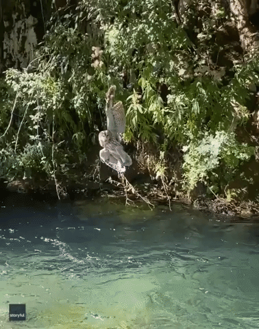 Italian Fisherman Rescues Owl Dangling Above Stream