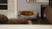 reality show dog GIF by Children's Miracle Network Hospitals