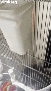 Sugar Glider Chooses Interesting Hiding Spot GIF by ViralHog