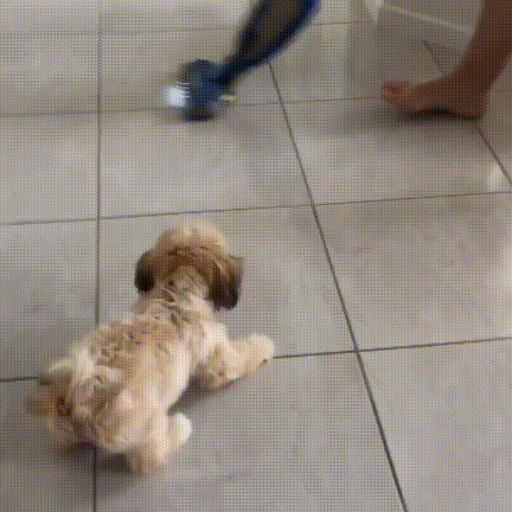 dog vs GIF
