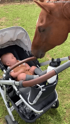 cuteanimalland giphyupload GIF