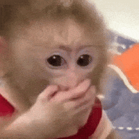 Monkey Omg GIF