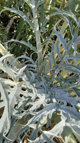 Simongip giphyupload GIF