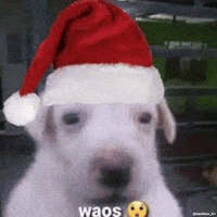 Dog Waos GIF