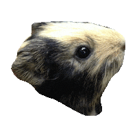 hamster STICKER by imoji