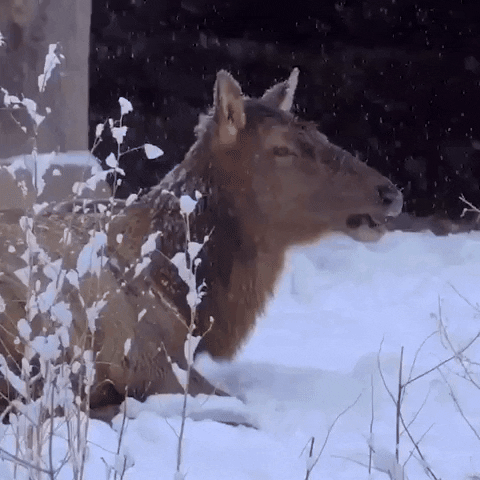 Cold Weather Snow GIF by Storyful
