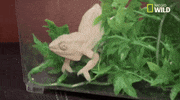nat geo wild pets GIF by Dr. K's Exotic Animal ER