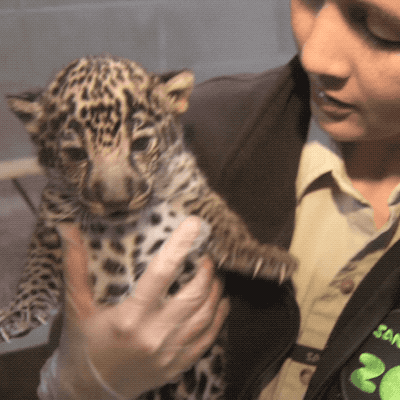 baby animals cats GIF by San Diego Zoo