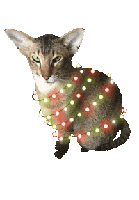 Christmas Cat Sticker