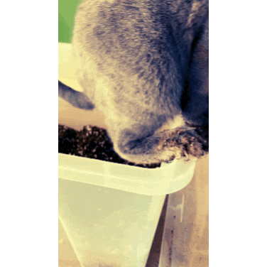 ekekeklunagarcia cats funnycat Sticker