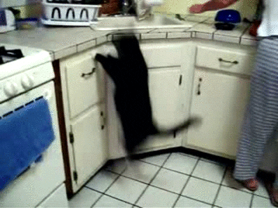 cat jumps GIF by Cheezburger