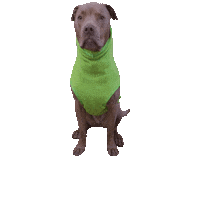 Wilder North Sticker by Geekster Pets
