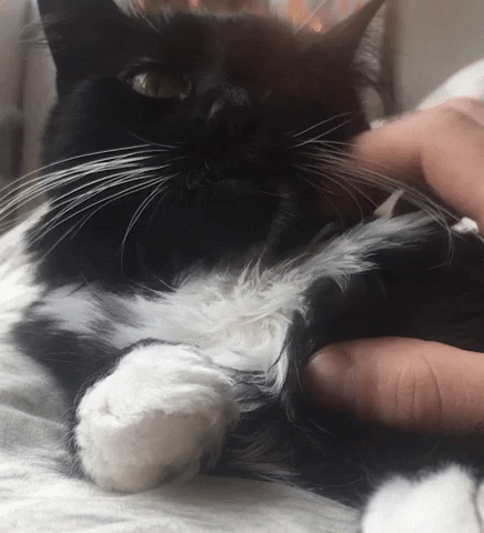 Cat Kitten GIF by Chris
