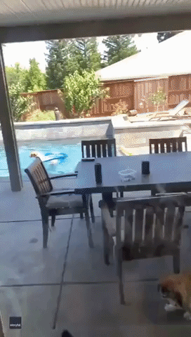 Dog Owner Proves She's Not Lying By Catching Pup Staying Cool in Swimming Pool