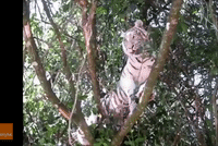 White Tiger Perches on Tree Branch