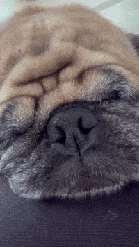 Pug Cute Dog GIF
