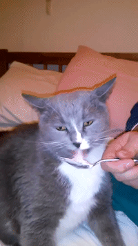 Cat Hit With Brain Freeze While Eating Ice Cream