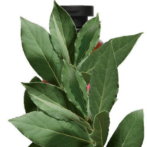 Women Laurel Sticker by Apivita