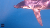 Shark That Looks Like a Dolphin