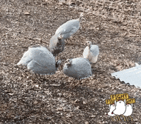 Guinea Fowl Fight GIF by Buck Hills Farm